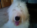 milliesmile.jpg