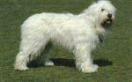 russiansheepdog.jpg