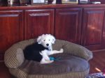 Dexter 12 Weeks.JPG