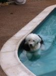 Dexter in the Pool 2011.JPG