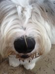 Mulch Muncher.JPG