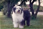 Rodney 1993.jpg