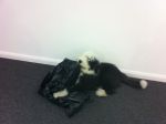 Cloud the Office Cleaner.JPG