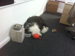 Tired Puppy.JPG