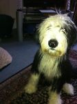 Wet and indignant!.jpg