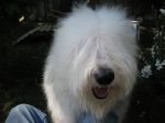 Baxter 4 June 2011.jpg