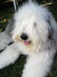 Baxter bathed close June 2011.jpg