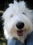 Baxter close up bathed (113x150).jpg