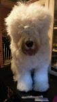Poofy Head.jpg
