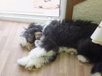 A Tired Puppy - Christmas 2011.JPG