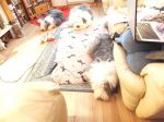 All three tired.JPG
