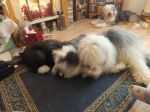 Esher and Lincoln - Presents - Christmas 2011.JPG
