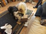 Lincoln and Esher- Christmas 2011.JPG