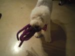 cthulu.jpg