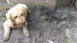 little-dirt-dobber.jpg