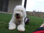 Hairy dog is hairy.JPG