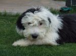 Lacy in Grass.JPG