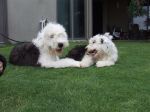 Sheepie Love~0.JPG