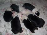 puppies.jpg