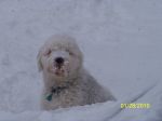 Ozzie_snowface2.jpg