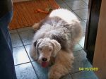 ozzie-2.jpg