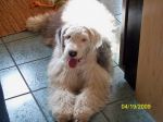 ozzie-5.jpg