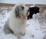 busterandmontynosehillnov2012-1.jpg