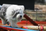 montyagilitymay2014-3.jpg