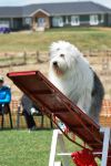montyagilitymay2014-4.jpg