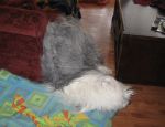 montybathdec2012-12.jpg