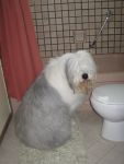 montybathdec2012-2.jpg