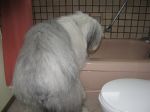 montybathdec2012-3.jpg