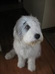 montyeyebrowsmay2012.jpg
