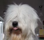 montytongue2012-2.jpg