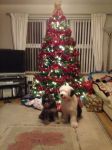 Bailey getting bigger under the tree.jpg