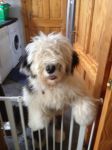 Bailey so big already!!!!!!!.jpg