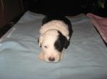 puppy.jpg