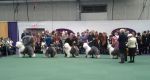 oes breed competition 2014.jpg