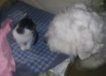 Tinsley and baby kitty 073~0.jpg